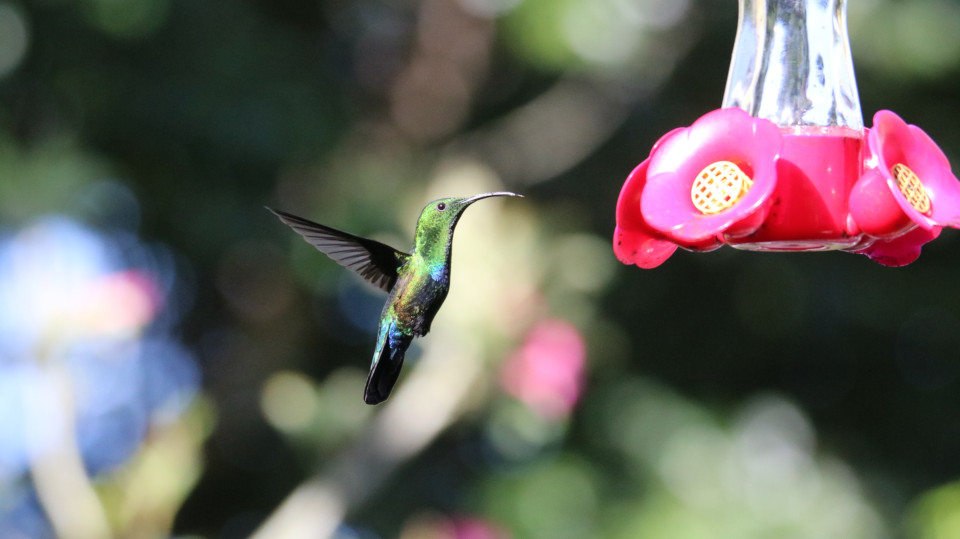 Kolibri-Wasserspender